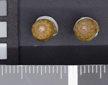 Media type: image;   Malacology 50236 Description: Image of two dry shells, protoconch view. Photographed for a researcher request.;  Aspect: Protoconch